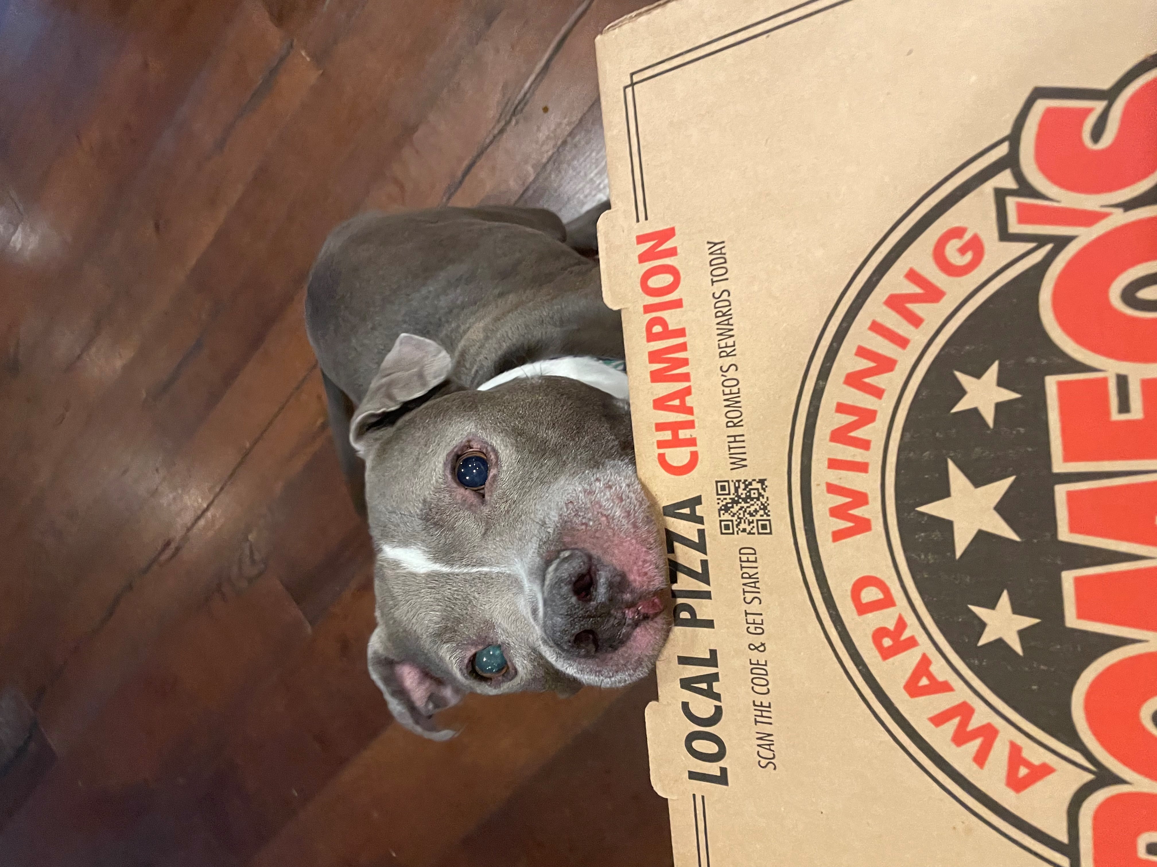 Pizza with Purpose: Rescue Ohio Dogs